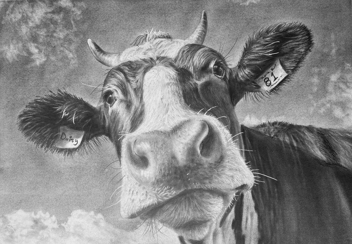 Inquisitive cow drawing