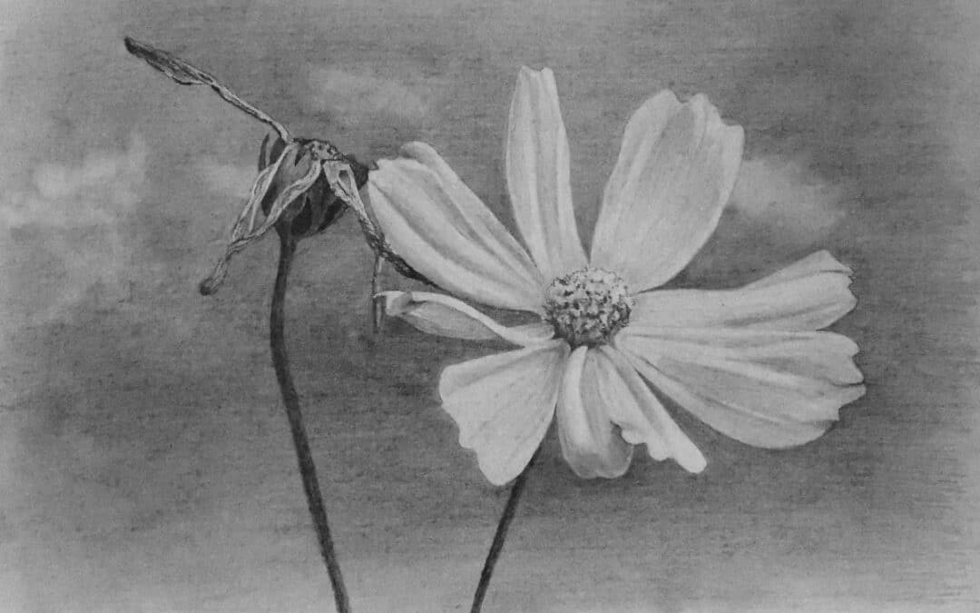 How to Draw Cosmos Flowers