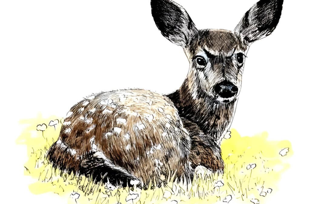 How to Draw Bambi in Pen and Ink