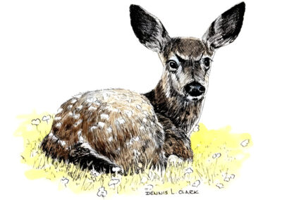 How to Draw Bambi in Pen and Ink