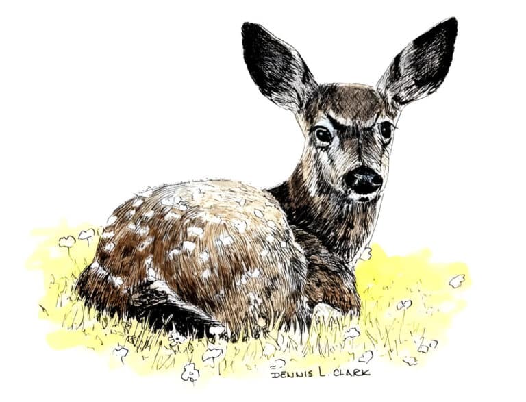 How to Draw Bambi in Pen and Ink