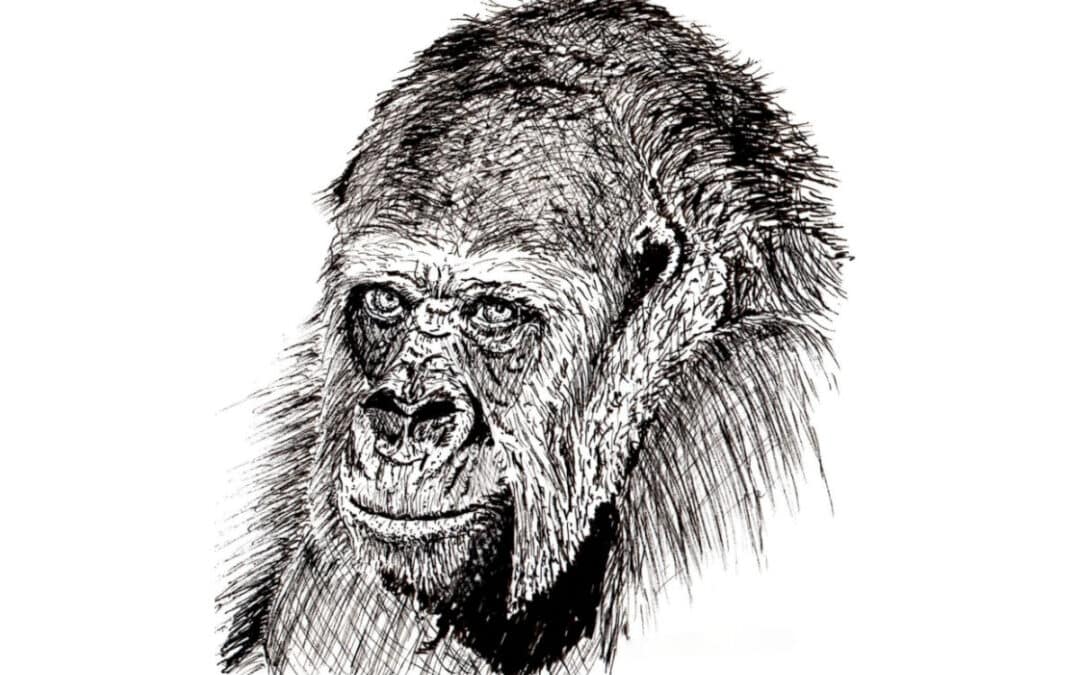 Draw a Pen and Ink Gorilla Portrait