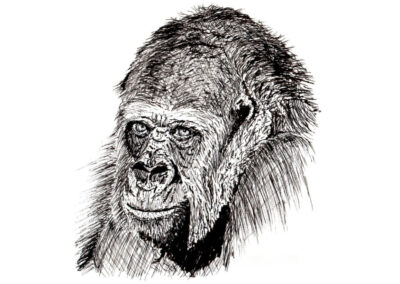 How to Draw a Gorilla Portrait in Pen and Ink