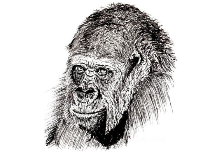 Draw a Pen and Ink Gorilla Portrait