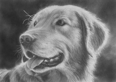 Draw a Realistic Golden Retriever