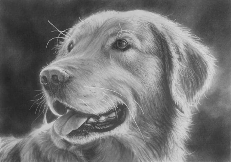 Draw a Realistic Golden Retriever
