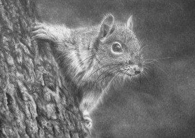 Drawing a Squirrel in a Tree