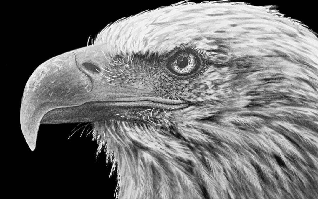 How to Draw a Bald Eagle