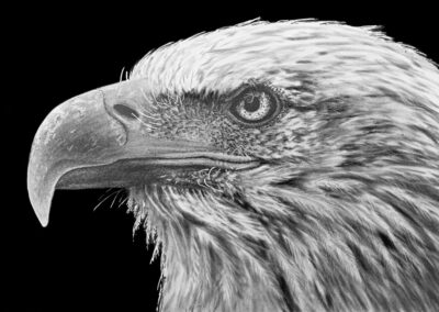 How to Draw a Bald Eagle