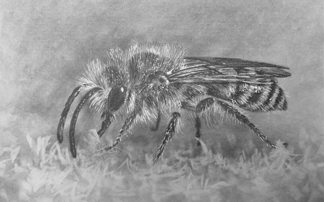 How to Draw a Bee