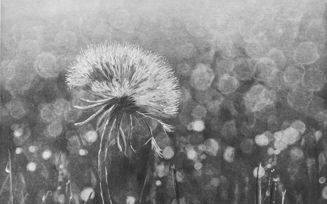 How to Draw a Dandelion