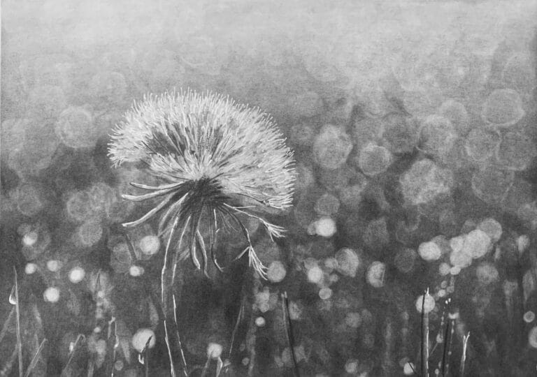 How to Draw a Dandelion