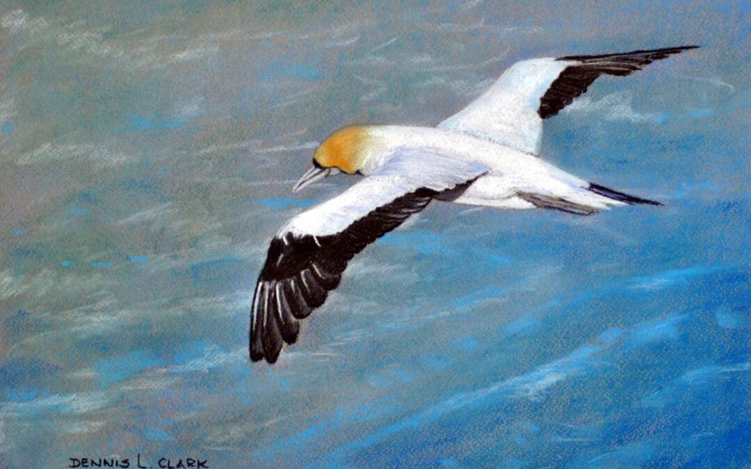 How to draw a Gannet in Flight in Pastel