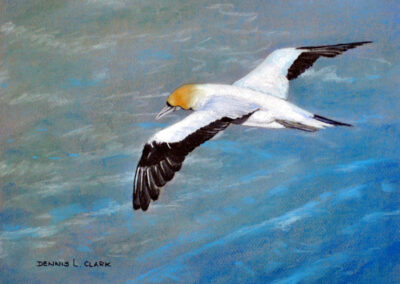 How to draw a Gannet in Flight in Pastel