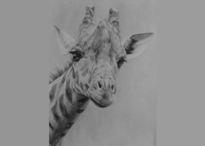 How to Draw a Giraffe