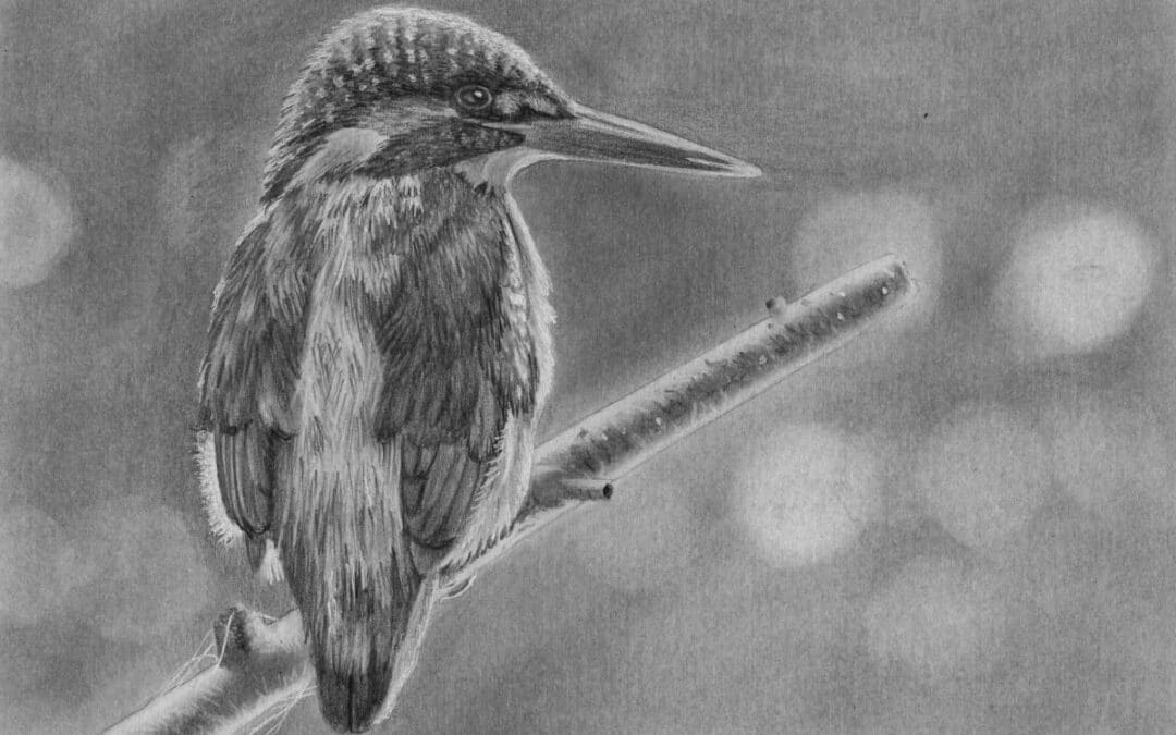 How to Draw a Kingfisher
