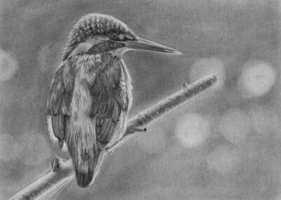 How to Draw a Kingfisher