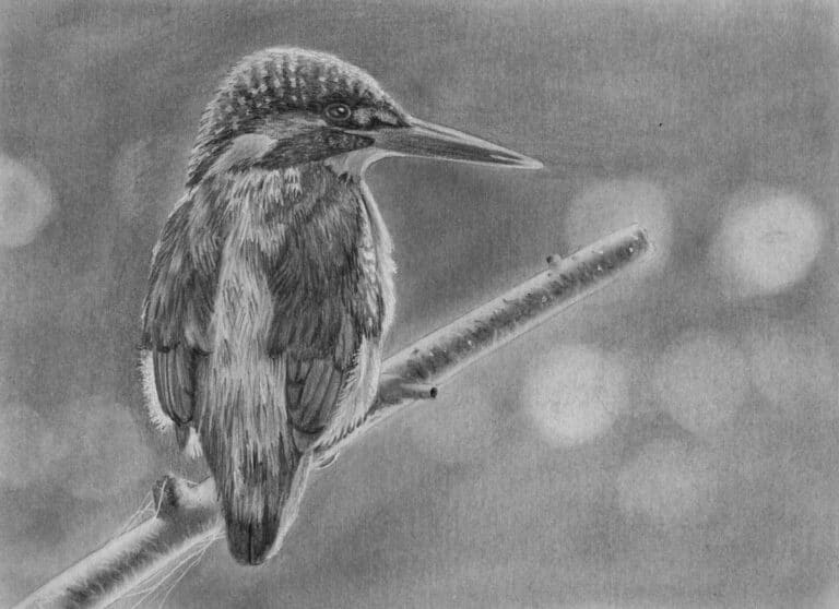 How to Draw a Kingfisher