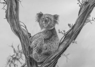 How to Draw a Koala