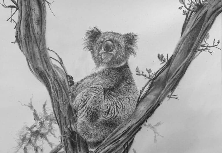 How to Draw a Koala