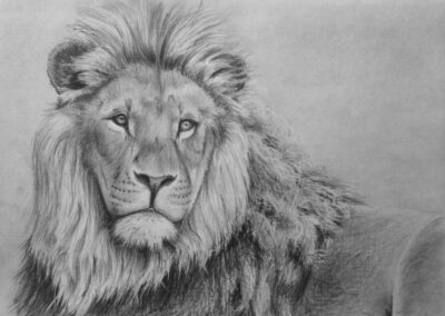 How to Draw a Lion in Pencil