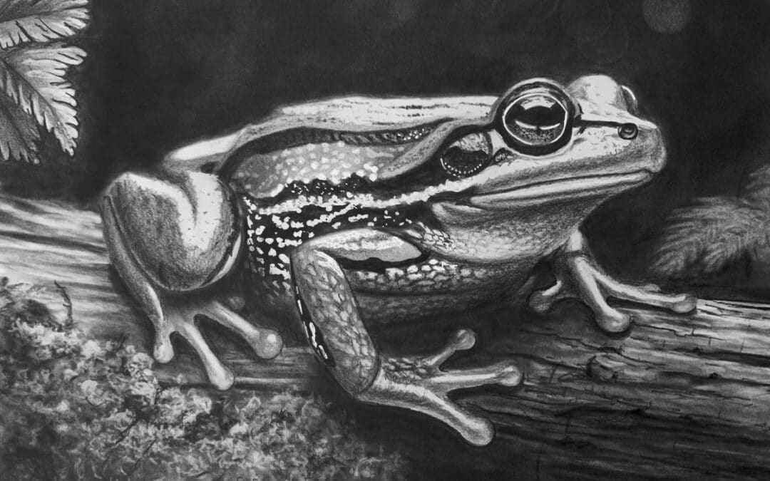 How to Draw a Realistic Marsh Frog
