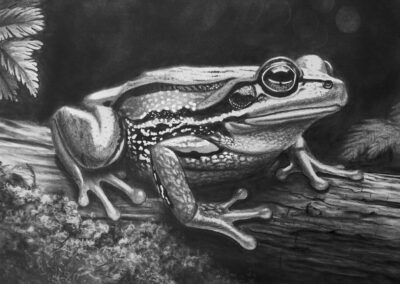 How to Draw a Realistic Marsh Frog