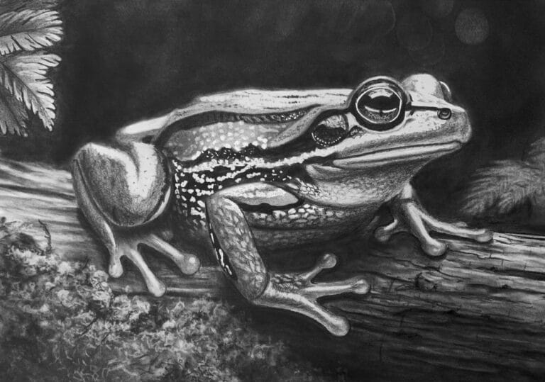 How to Draw a Realistic Marsh Frog