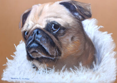 How to Draw a Pug Portrait in Pastel