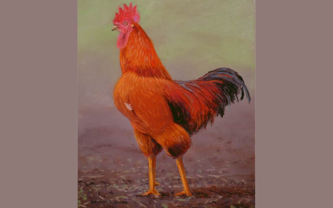 How to Draw a Red Rooster in Pastel