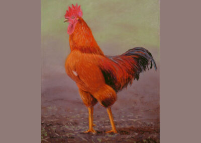 How to Draw a Red Rooster in Pastel