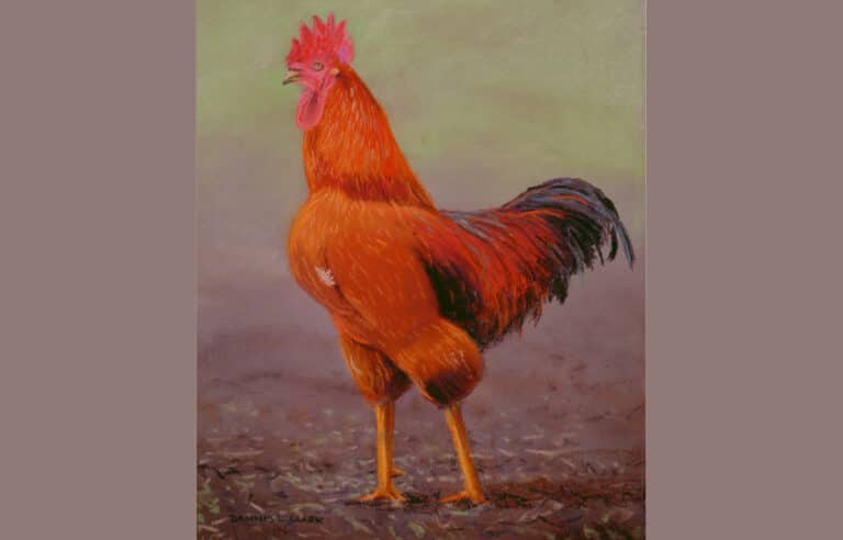How to Draw a Red Rooster in Pastel