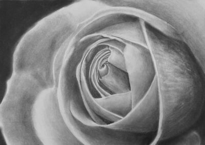 How to Draw a Rose Close Up