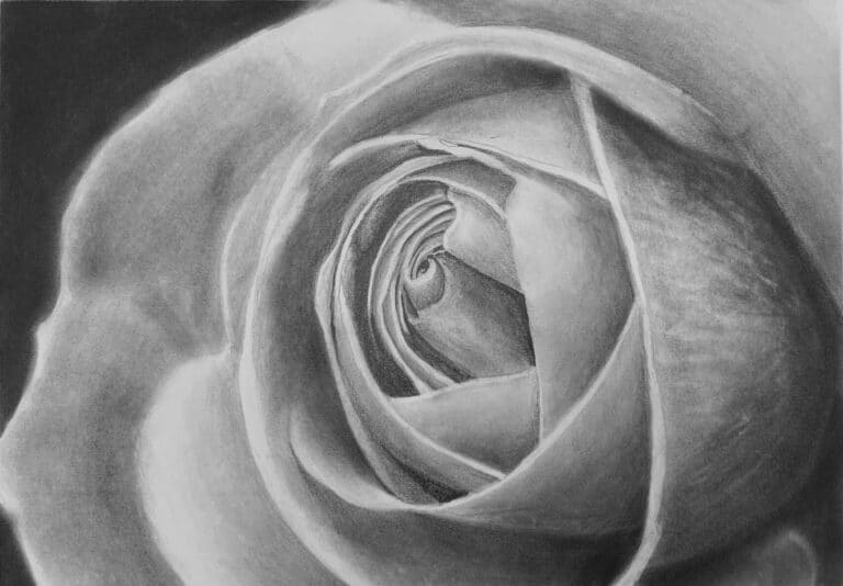How to Draw a Rose Close Up