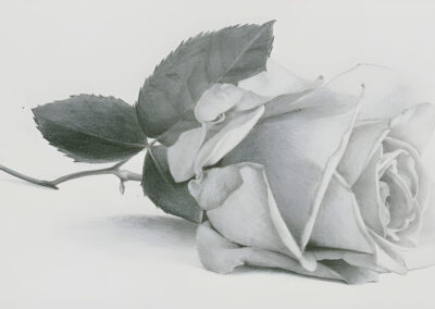 How to Draw a Rose