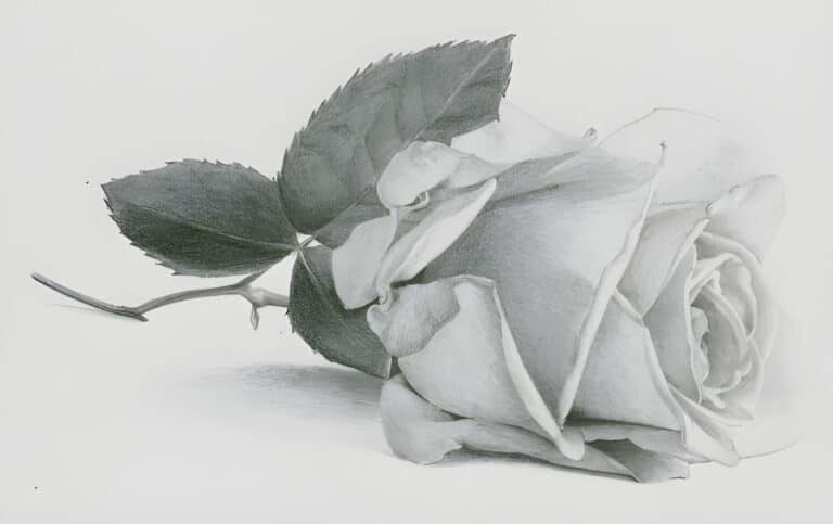 How to Draw a Rose