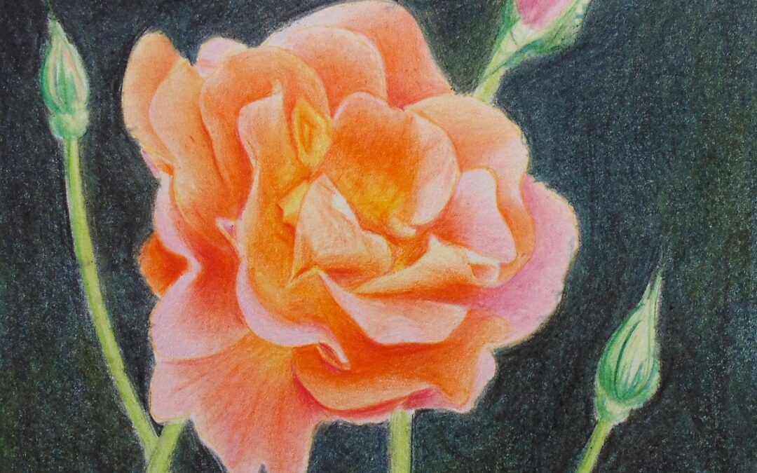 How to Draw a Rose with Colored Pencils