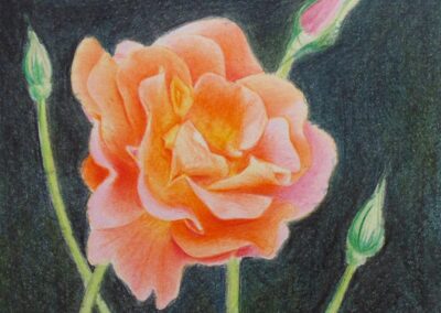 How to Draw a Rose with Colored Pencils