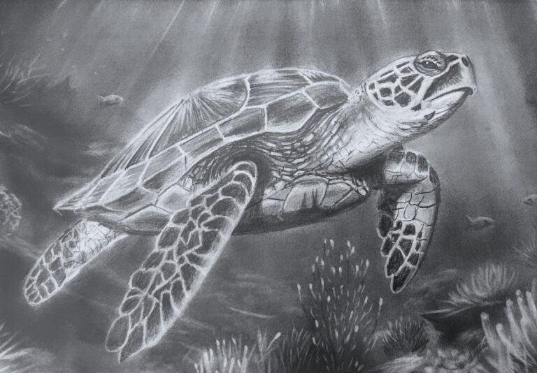 How to Draw a Turtle Underwater