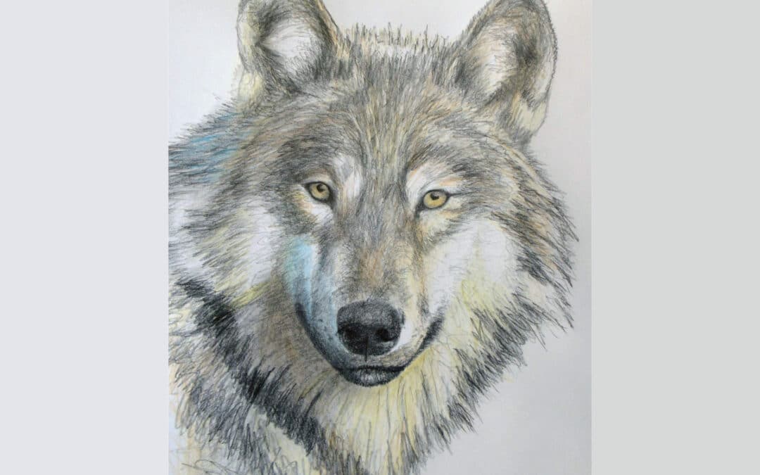 How to Easily Draw a Wolf
