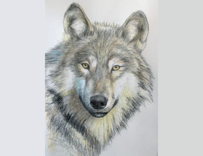 How to Easily Draw a Wolf