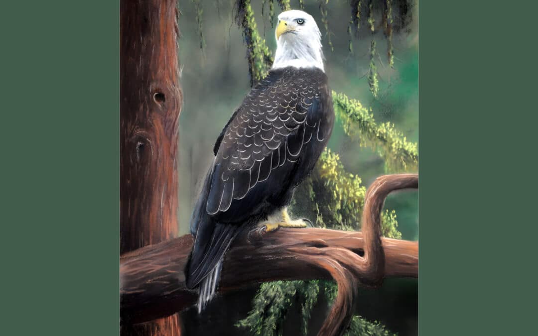 How to Draw a Bald Eagle in Pastel