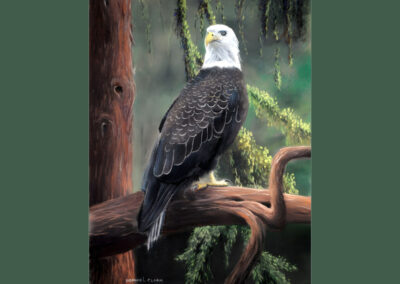 How to Draw a Bald Eagle in Pastel