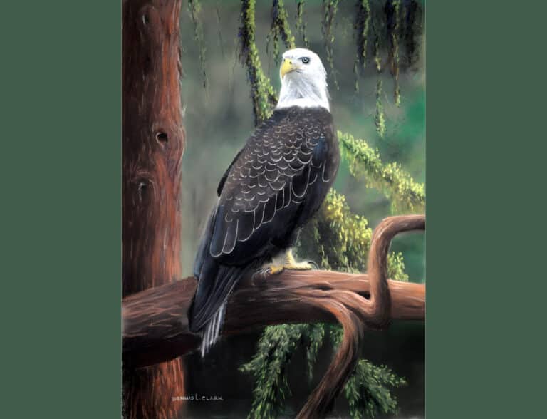 How to Draw a Bald Eagle in Pastel