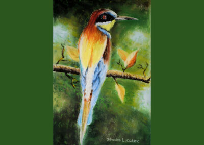 How to Draw a European Bee-Eater in Pastel