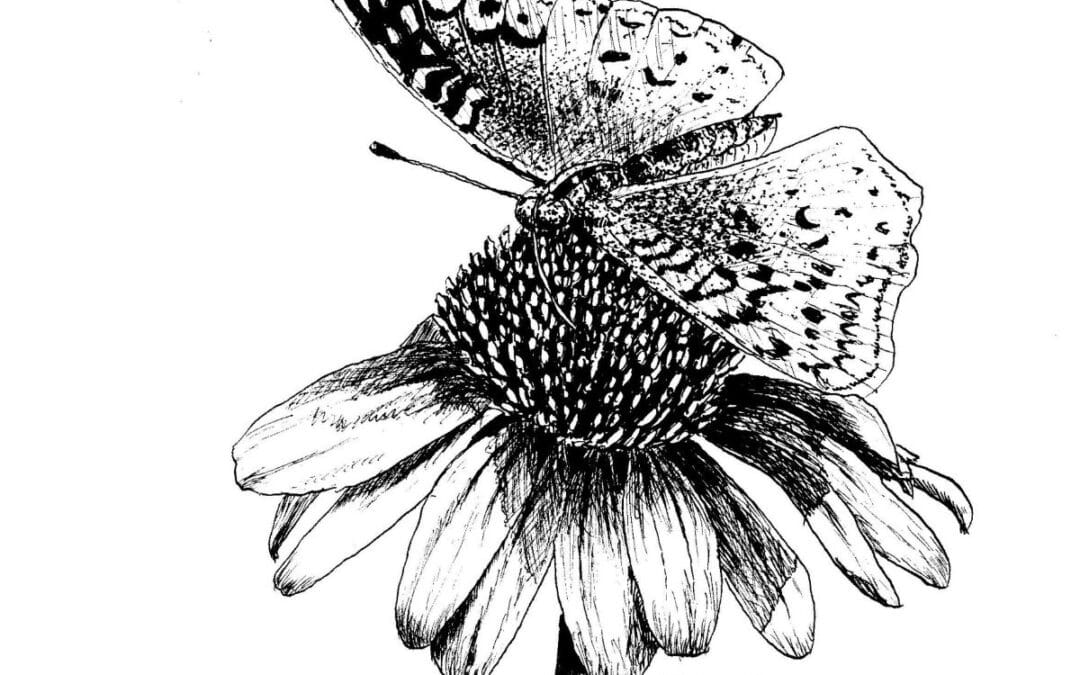 Draw a Butterfly on a Flower
