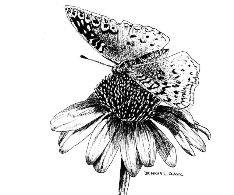 Draw a Butterfly on a Flower