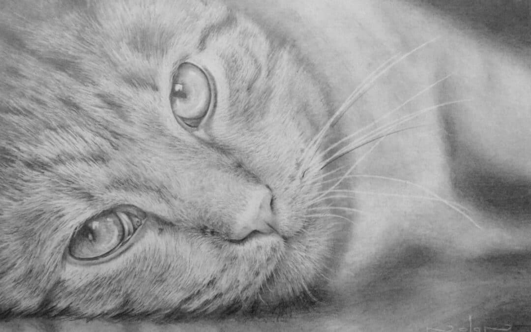 How to Draw a Cat