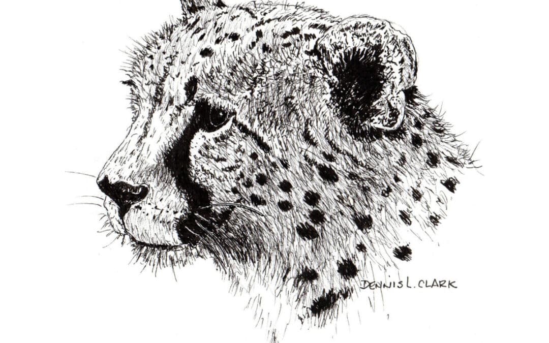 How to Draw a Cheetah in Pen and Ink