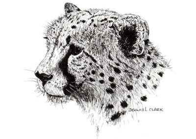 How to Draw a Cheetah in Pen and Ink